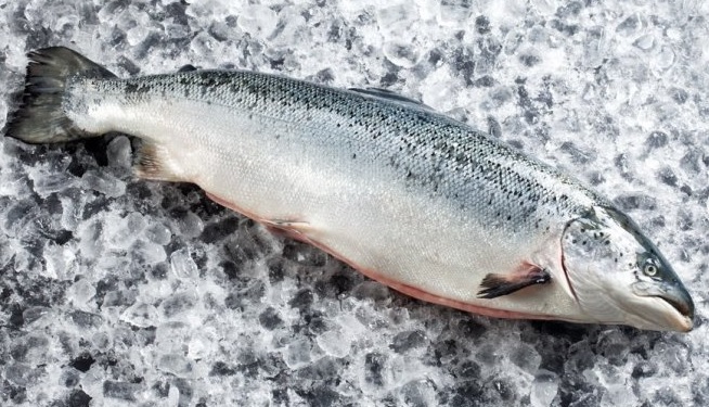 European Whole Salmon Floods US and Cuts into Canadas Market Share